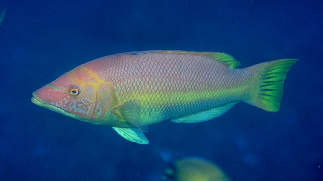 Bodianus scrofa